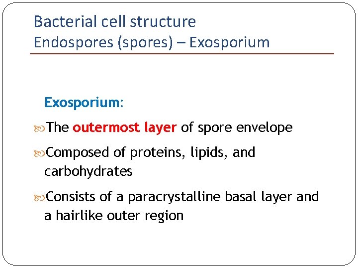 Bacterial cell structure Endospores (spores) – Exosporium: The outermost layer of spore envelope Composed