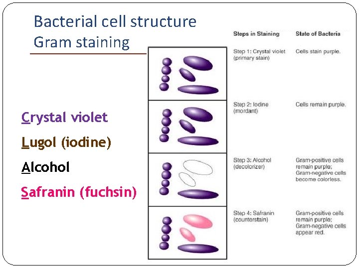 Bacterial cell structure Gram staining Crystal violet Lugol (iodine) Alcohol Safranin (fuchsin) 