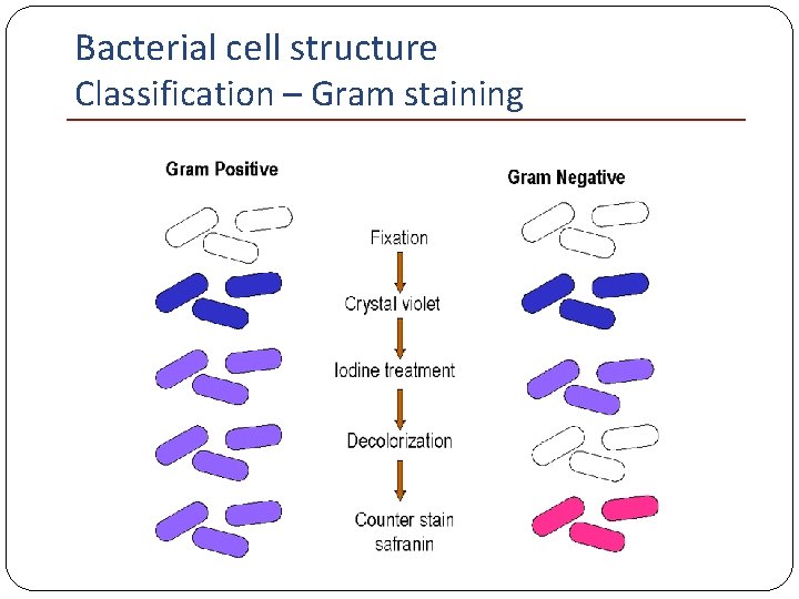 Bacterial cell structure Classification – Gram staining 