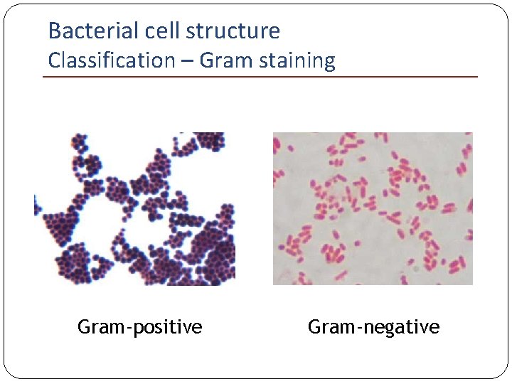 Bacterial cell structure Classification – Gram staining Gram-positive Gram-negative 