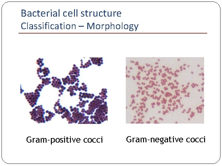Bacterial cell structure Classification – Morphology Gram-positive cocci Gram-negative cocci 