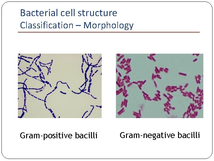 Bacterial cell structure Classification – Morphology Gram-positive bacilli Gram-negative bacilli 