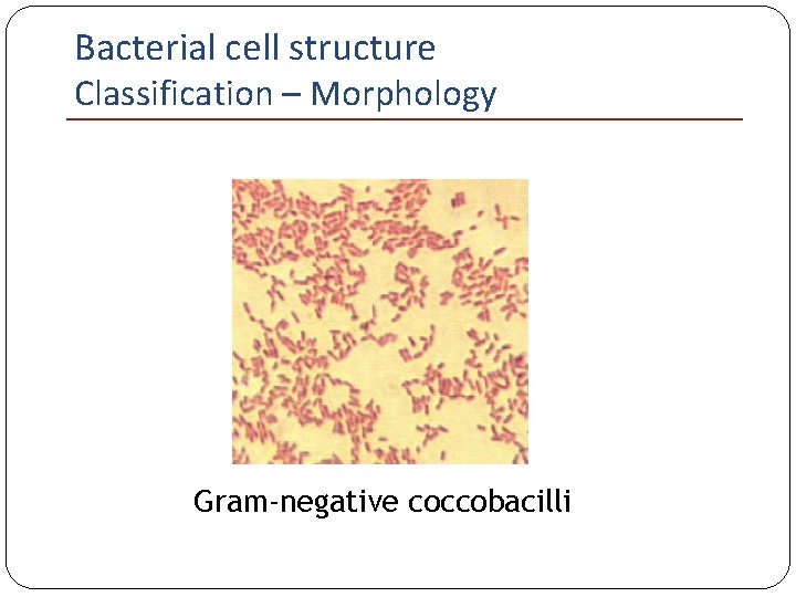 Bacterial cell structure Classification – Morphology Gram-negative coccobacilli 