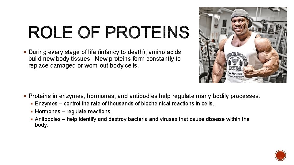 § During every stage of life (infancy to death), amino acids build new body