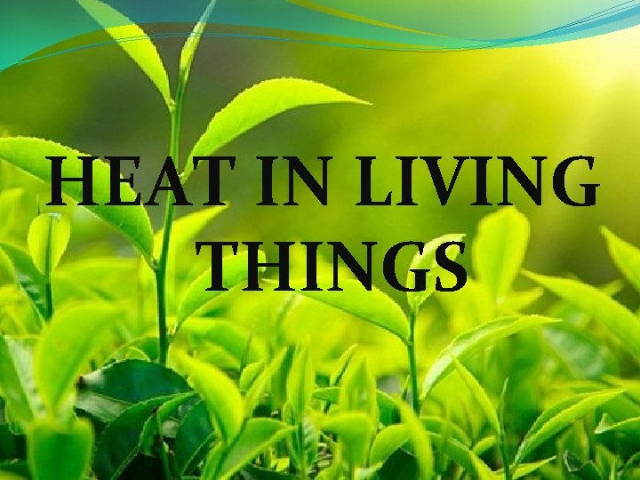 HEAT IN LIVING THINGS 