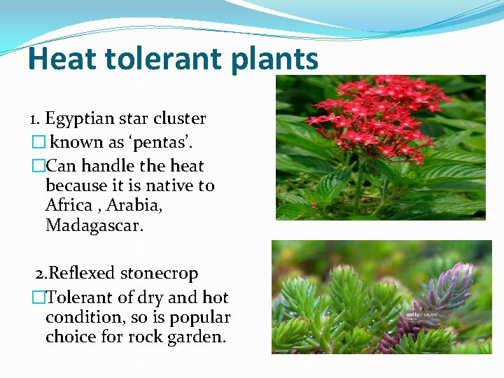 Heat tolerant plants 1. Egyptian star cluster � known as ‘pentas’. �Can handle the