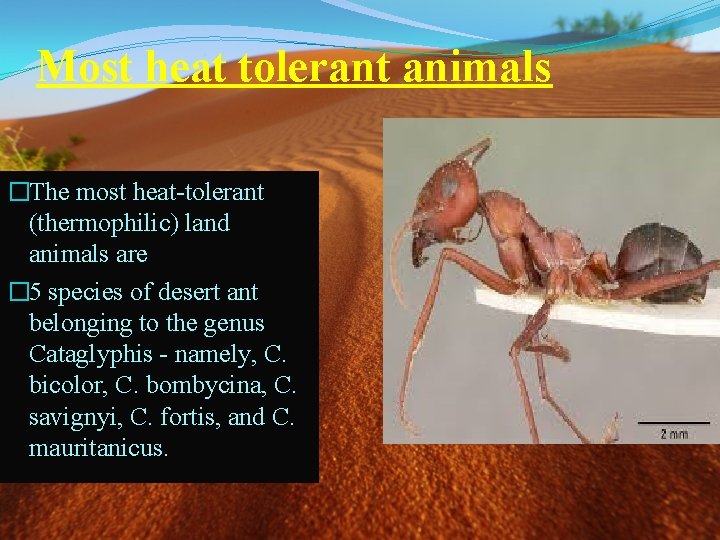 Most heat tolerant animals �The most heat-tolerant (thermophilic) land animals are � 5 species