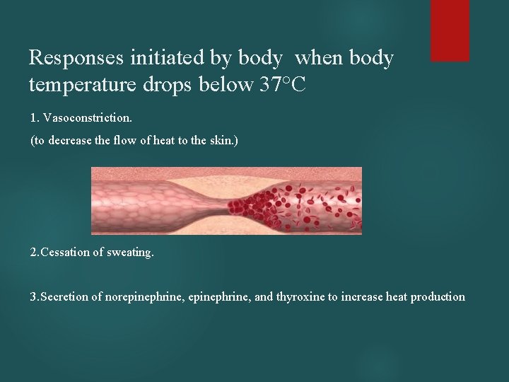 Responses initiated by body when body temperature drops below 37°C 1. Vasoconstriction. (to decrease