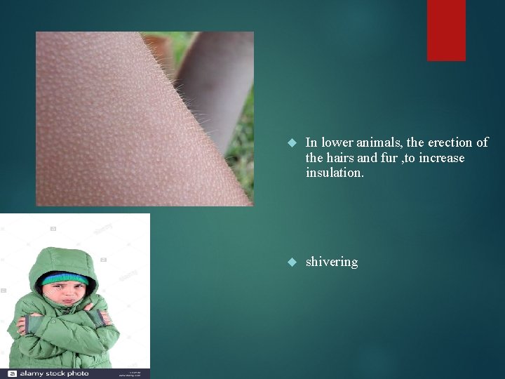  In lower animals, the erection of the hairs and fur , to increase