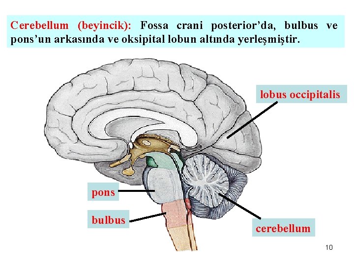 Cerebellum (beyincik): Fossa crani posterior’da, bulbus ve pons’un arkasında ve oksipital lobun altında yerleşmiştir.