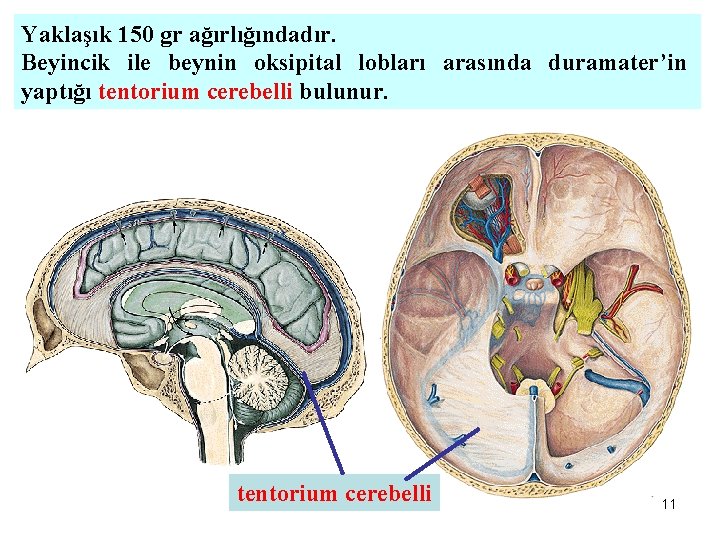 Yaklaşık 150 gr ağırlığındadır. Beyincik ile beynin oksipital lobları arasında duramater’in yaptığı tentorium cerebelli