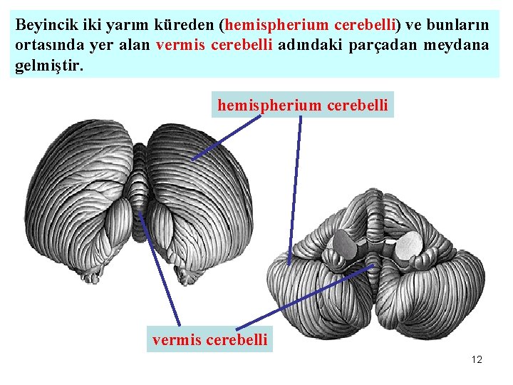 Beyincik iki yarım küreden (hemispherium cerebelli) ve bunların ortasında yer alan vermis cerebelli adındaki