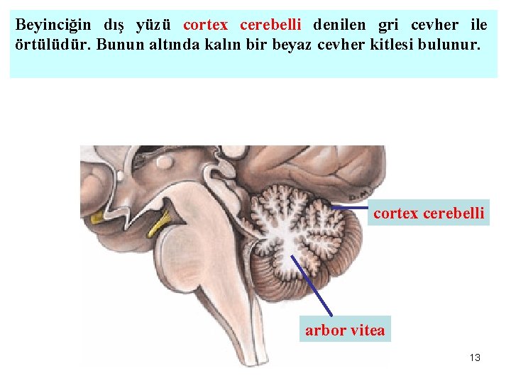 Beyinciğin dış yüzü cortex cerebelli denilen gri cevher ile örtülüdür. Bunun altında kalın bir