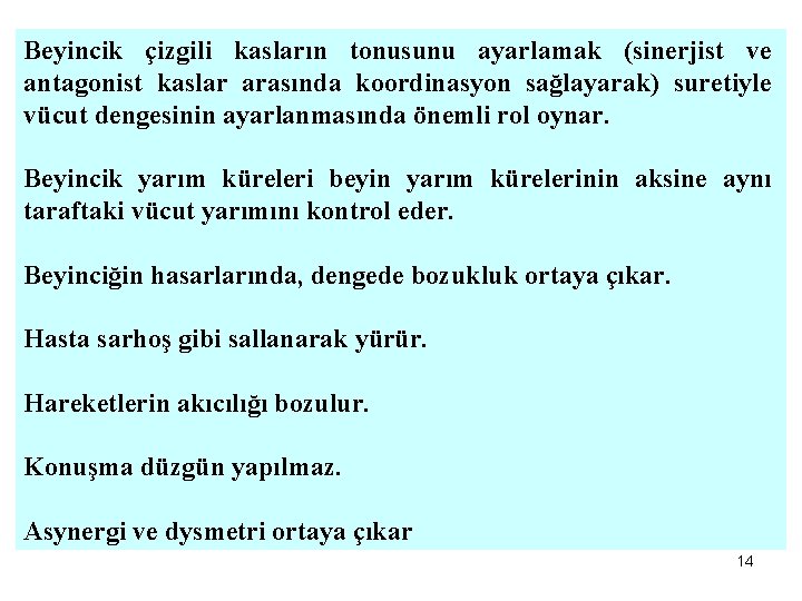 Beyincik çizgili kasların tonusunu ayarlamak (sinerjist ve antagonist kaslar arasında koordinasyon sağlayarak) suretiyle vücut