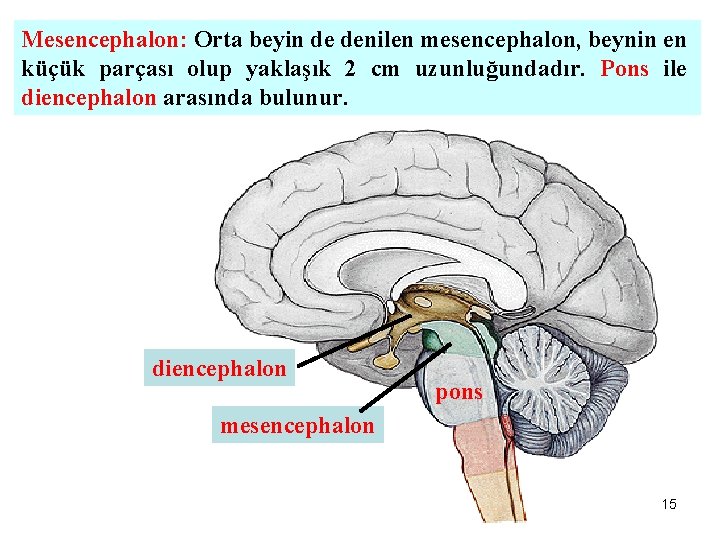 Mesencephalon: Orta beyin de denilen mesencephalon, beynin en küçük parçası olup yaklaşık 2 cm
