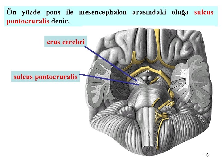 Ön yüzde pons ile mesencephalon arasındaki oluğa sulcus pontocruralis denir. crus cerebri sulcus pontocruralis