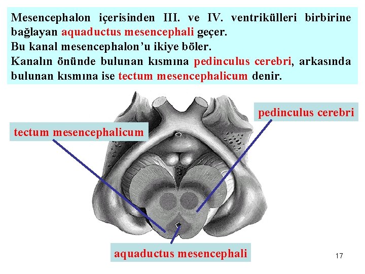 Mesencephalon içerisinden III. ve IV. ventrikülleri birbirine bağlayan aquaductus mesencephali geçer. Bu kanal mesencephalon’u