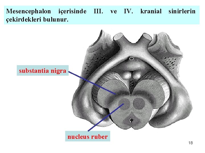 Mesencephalon içerisinde çekirdekleri bulunur. III. ve IV. kranial sinirlerin substantia nigra nucleus ruber 18