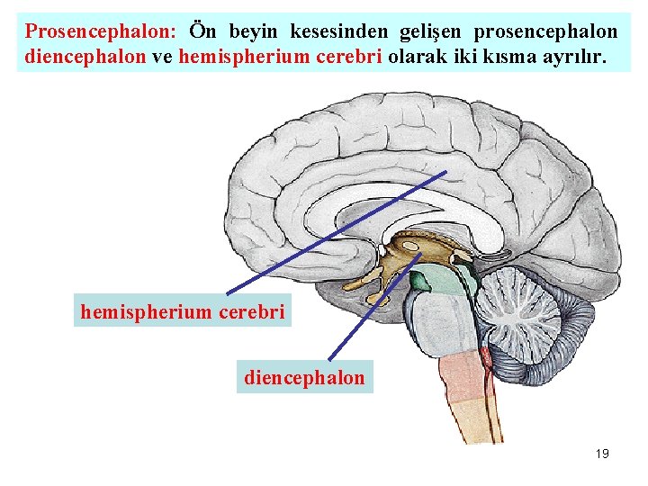 Prosencephalon: Ön beyin kesesinden gelişen prosencephalon diencephalon ve hemispherium cerebri olarak iki kısma ayrılır.
