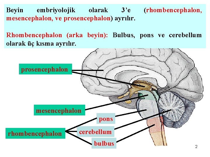 Beyin embriyolojik olarak 3’e mesencephalon, ve prosencephalon) ayrılır. (rhombencephalon, Rhombencephalon (arka beyin): Bulbus, pons