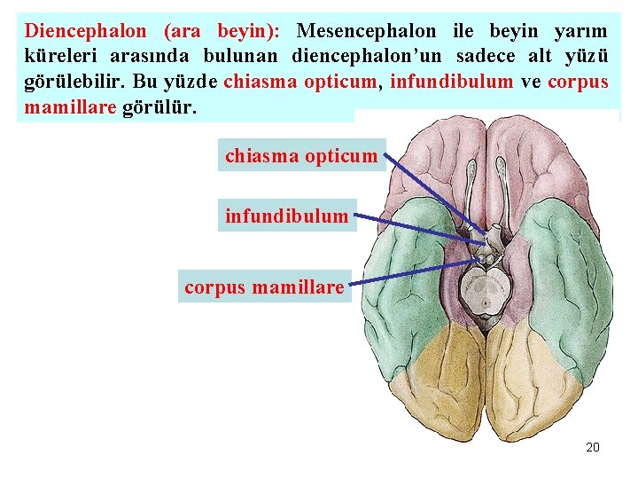 Diencephalon (ara beyin): Mesencephalon ile beyin yarım küreleri arasında bulunan diencephalon’un sadece alt yüzü