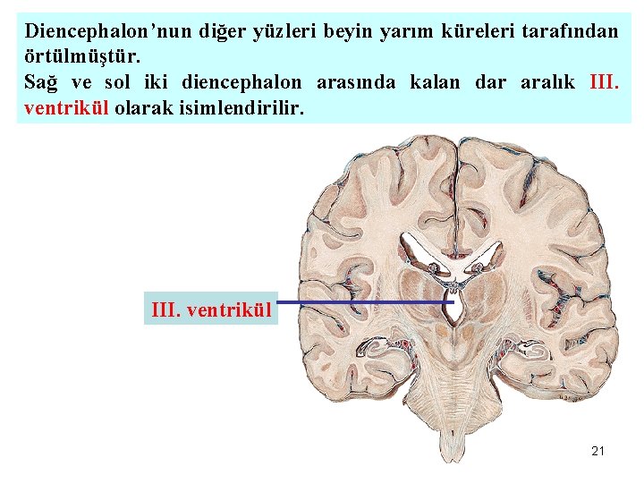 Diencephalon’nun diğer yüzleri beyin yarım küreleri tarafından örtülmüştür. Sağ ve sol iki diencephalon arasında