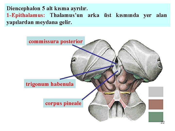 Diencephalon 5 alt kısma ayrılır. 1 -Epithalamus: Thalamus’un arka üst kısmında yer alan yapılardan