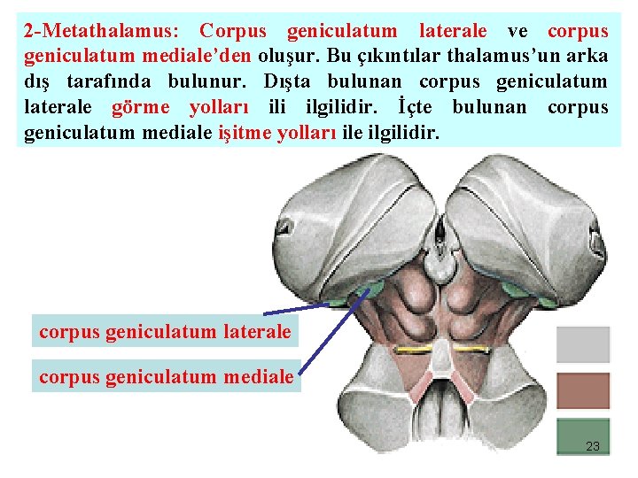 2 -Metathalamus: Corpus geniculatum laterale ve corpus geniculatum mediale’den oluşur. Bu çıkıntılar thalamus’un arka