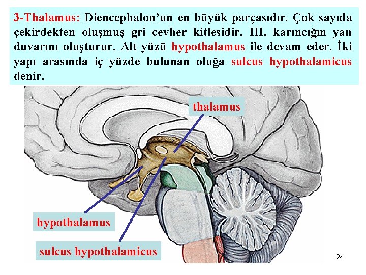 3 -Thalamus: Diencephalon’un en büyük parçasıdır. Çok sayıda çekirdekten oluşmuş gri cevher kitlesidir. III.