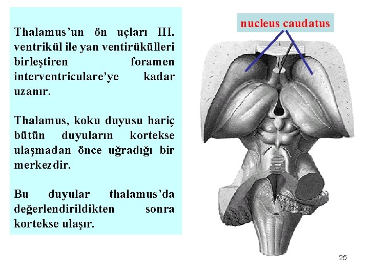 Thalamus’un ön uçları III. ventrikül ile yan ventirükülleri birleştiren foramen interventriculare’ye kadar uzanır. nucleus