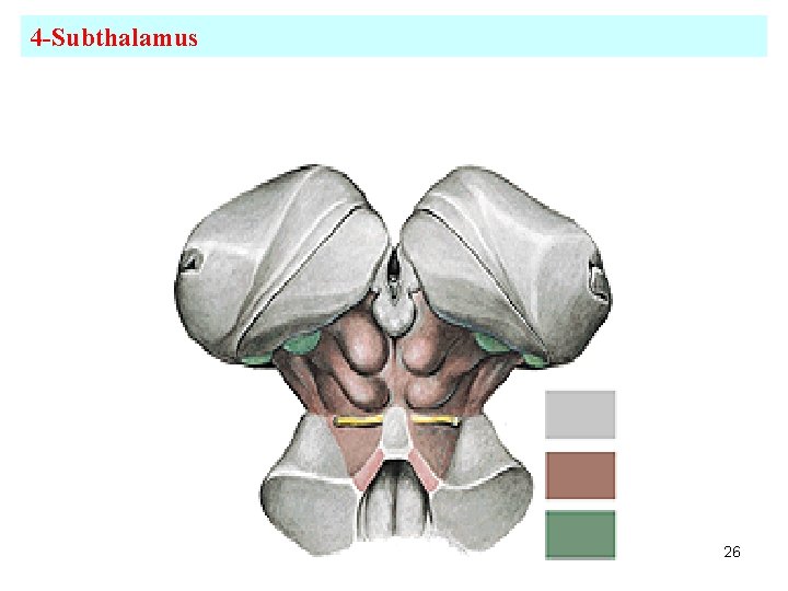 4 -Subthalamus 26 