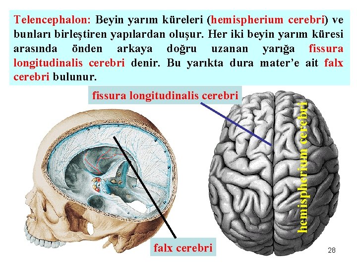 fissura longitudinalis cerebri falx cerebri hemispherium cerebri Telencephalon: Beyin yarım küreleri (hemispherium cerebri) ve