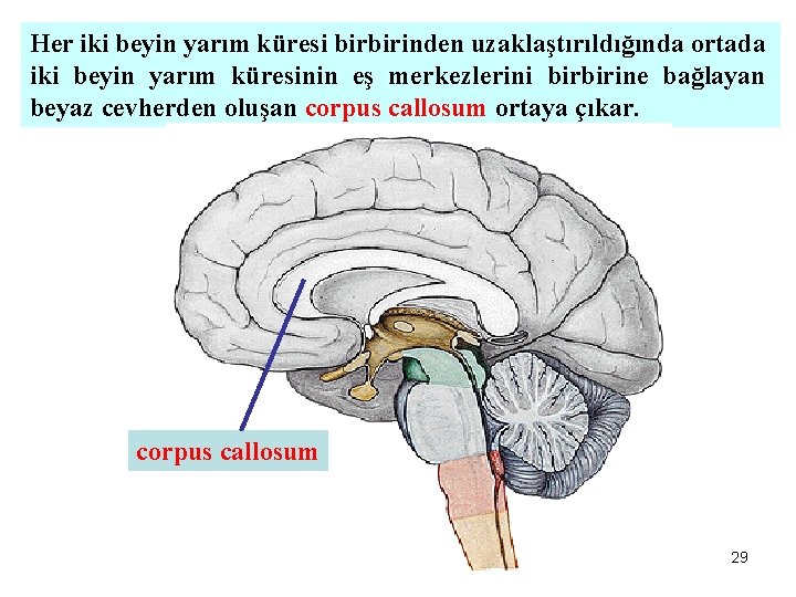 Her iki beyin yarım küresi birbirinden uzaklaştırıldığında ortada iki beyin yarım küresinin eş merkezlerini