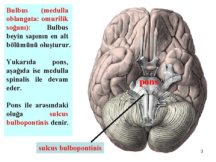 Bulbus (medulla oblangata: omurilik soğanı): Bulbus beyin sapının en alt bölümünü oluşturur. Yukarıda pons,