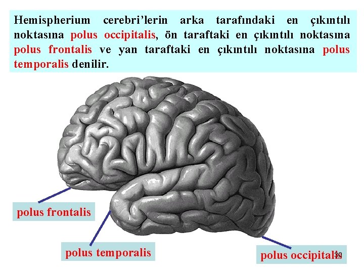 Hemispherium cerebri’lerin arka tarafındaki en çıkıntılı noktasına polus occipitalis, ön taraftaki en çıkıntılı noktasına