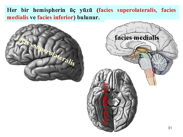 Her bir hemispherin üç yüzü (facies superolateralis, facies medialis ve facies inferior) bulunur. sup