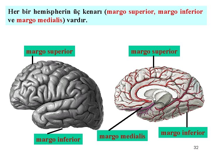 Her bir hemispherin üç kenarı (margo superior, margo inferior ve margo medialis) vardır. margo