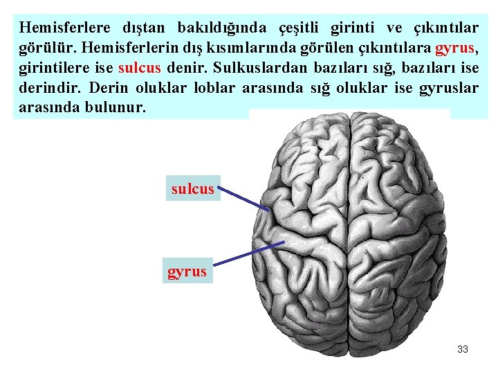 Hemisferlere dıştan bakıldığında çeşitli girinti ve çıkıntılar görülür. Hemisferlerin dış kısımlarında görülen çıkıntılara gyrus,