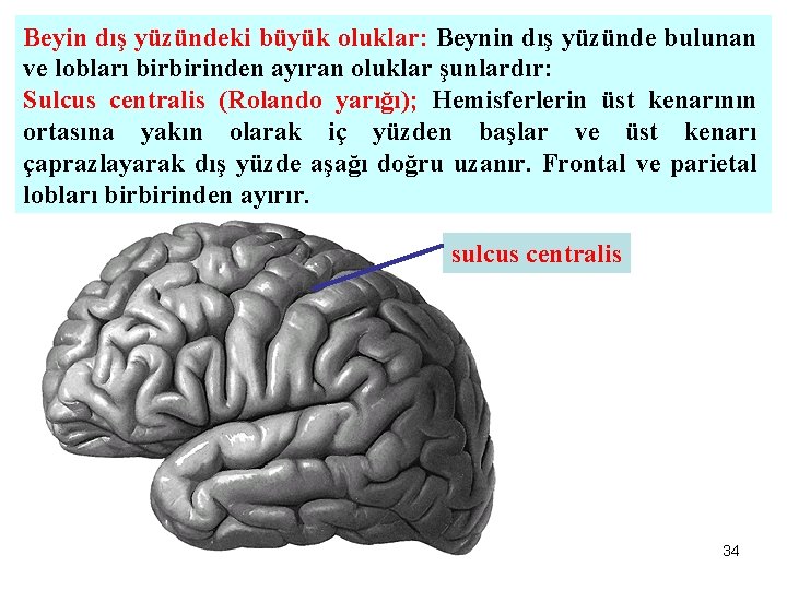 Beyin dış yüzündeki büyük oluklar: Beynin dış yüzünde bulunan ve lobları birbirinden ayıran oluklar