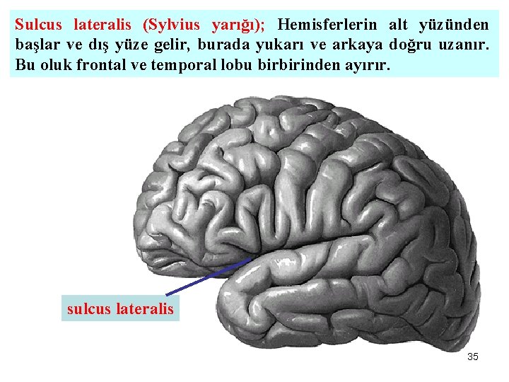 Sulcus lateralis (Sylvius yarığı); Hemisferlerin alt yüzünden başlar ve dış yüze gelir, burada yukarı