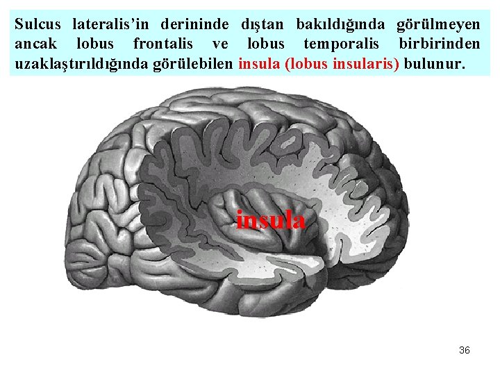 Sulcus lateralis’in derininde dıştan bakıldığında görülmeyen ancak lobus frontalis ve lobus temporalis birbirinden uzaklaştırıldığında