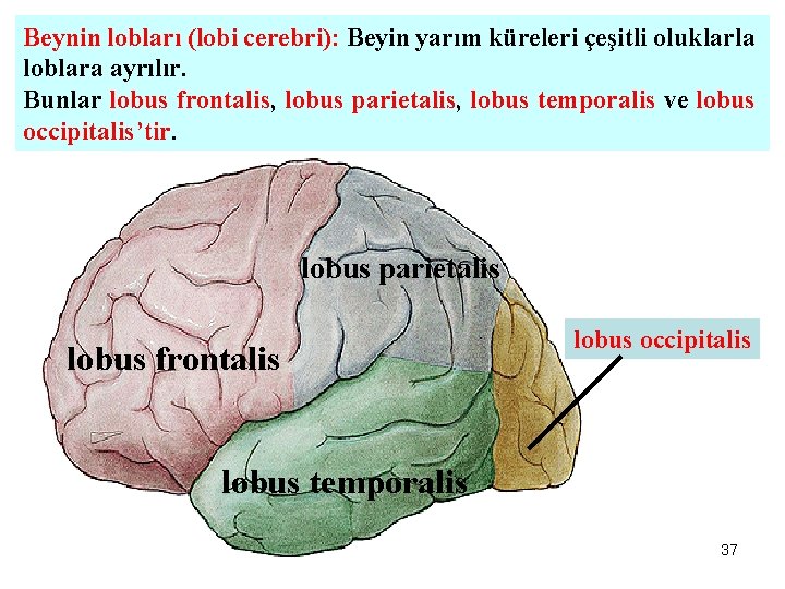 Beynin lobları (lobi cerebri): Beyin yarım küreleri çeşitli oluklarla loblara ayrılır. Bunlar lobus frontalis,