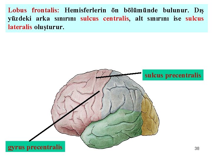 Lobus frontalis: Hemisferlerin ön bölümünde bulunur. Dış yüzdeki arka sınırını sulcus centralis, alt sınırını