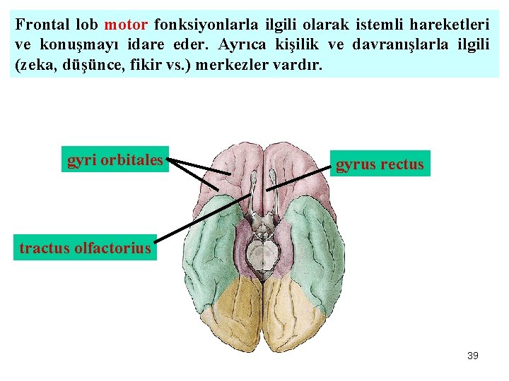 Frontal lob motor fonksiyonlarla ilgili olarak istemli hareketleri ve konuşmayı idare eder. Ayrıca kişilik