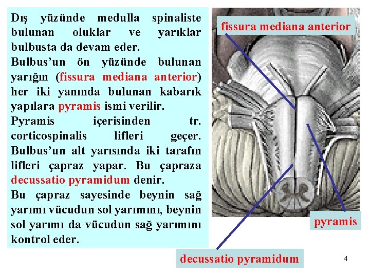 Dış yüzünde medulla spinaliste bulunan oluklar ve yarıklar bulbusta da devam eder. Bulbus’un ön