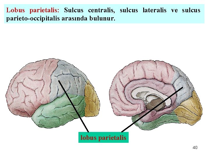 Lobus parietalis: Sulcus centralis, sulcus lateralis ve sulcus parieto-occipitalis arasında bulunur. lobus parietalis 40