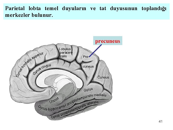 Parietal lobta temel duyuların ve tat duyusunun toplandığı merkezler bulunur. precuneus 41 