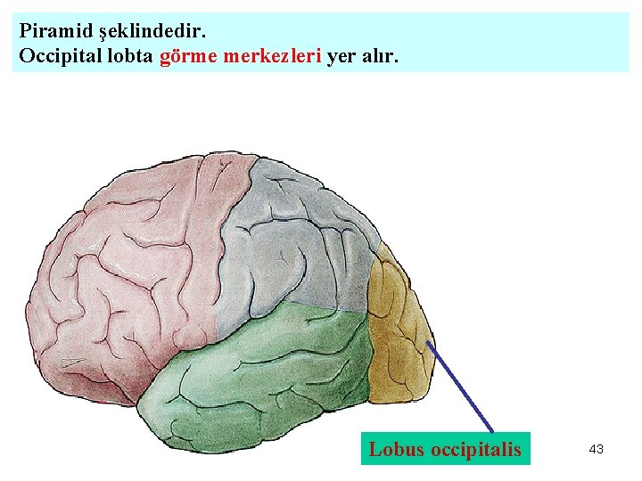 Piramid şeklindedir. Occipital lobta görme merkezleri yer alır. Lobus occipitalis 43 