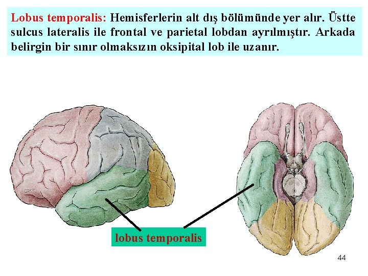 Lobus temporalis: Hemisferlerin alt dış bölümünde yer alır. Üstte sulcus lateralis ile frontal ve