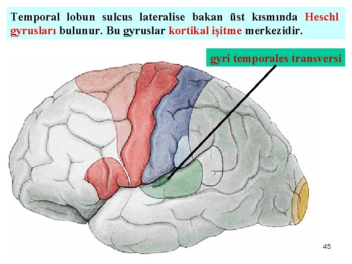 Temporal lobun sulcus lateralise bakan üst kısmında Heschl gyrusları bulunur. Bu gyruslar kortikal işitme
